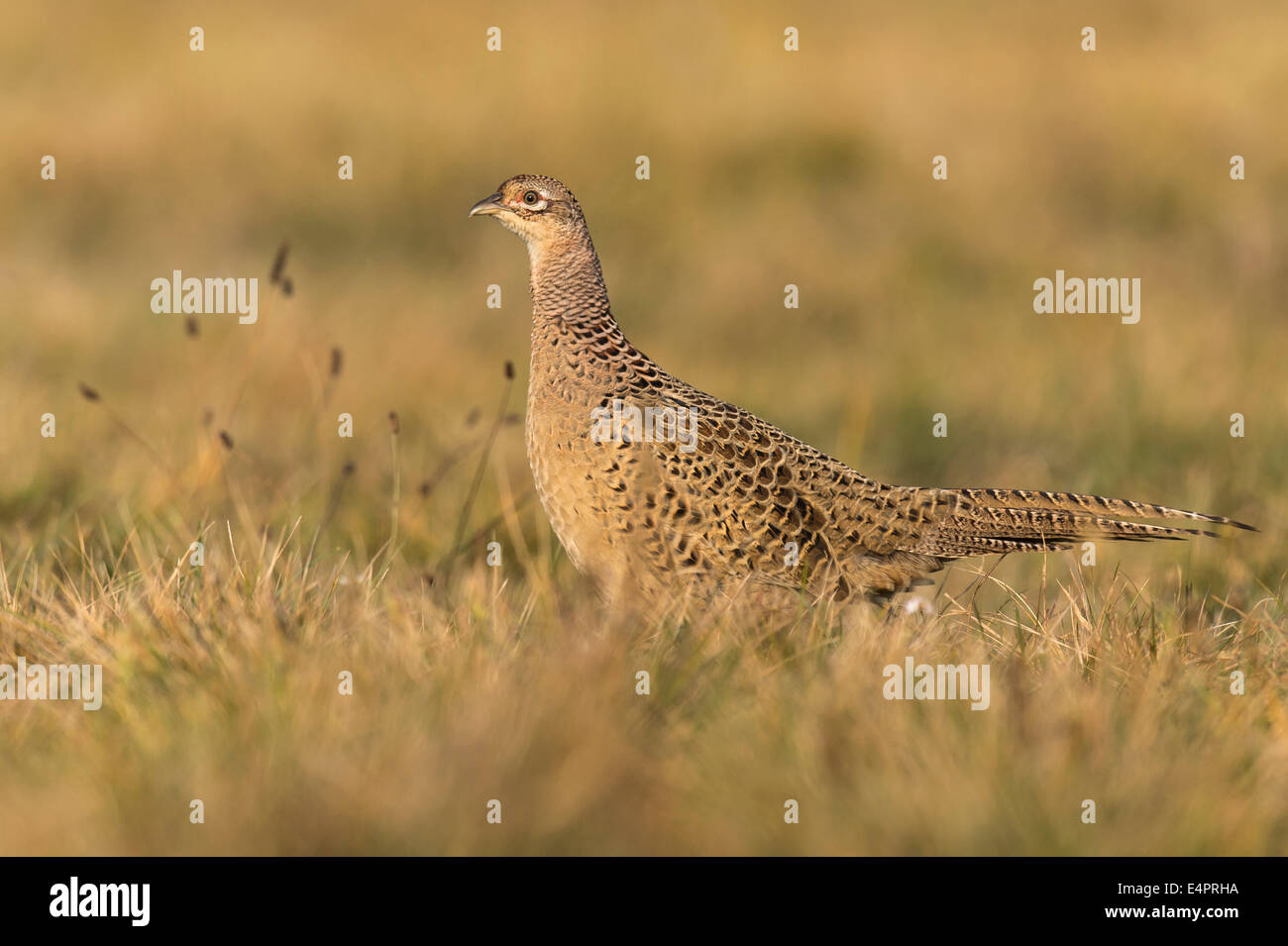 Le faisan commun, femme, Phasianus colchicus, kutno, Pologne, Europe Banque D'Images