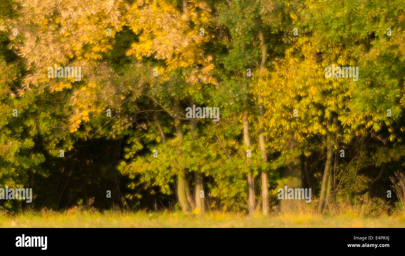 Les bouleaux à la lisière de la forêt, de l'humeur d'automne, kutno, Pologne, Europe Banque D'Images