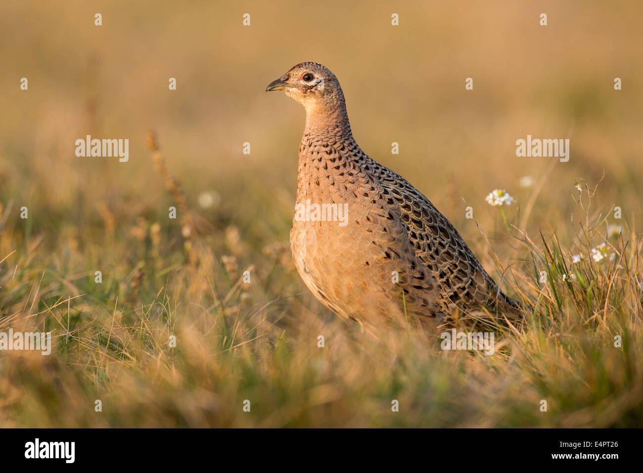Le faisan commun, femme, Phasianus colchicus, kutno, Pologne, Europe Banque D'Images