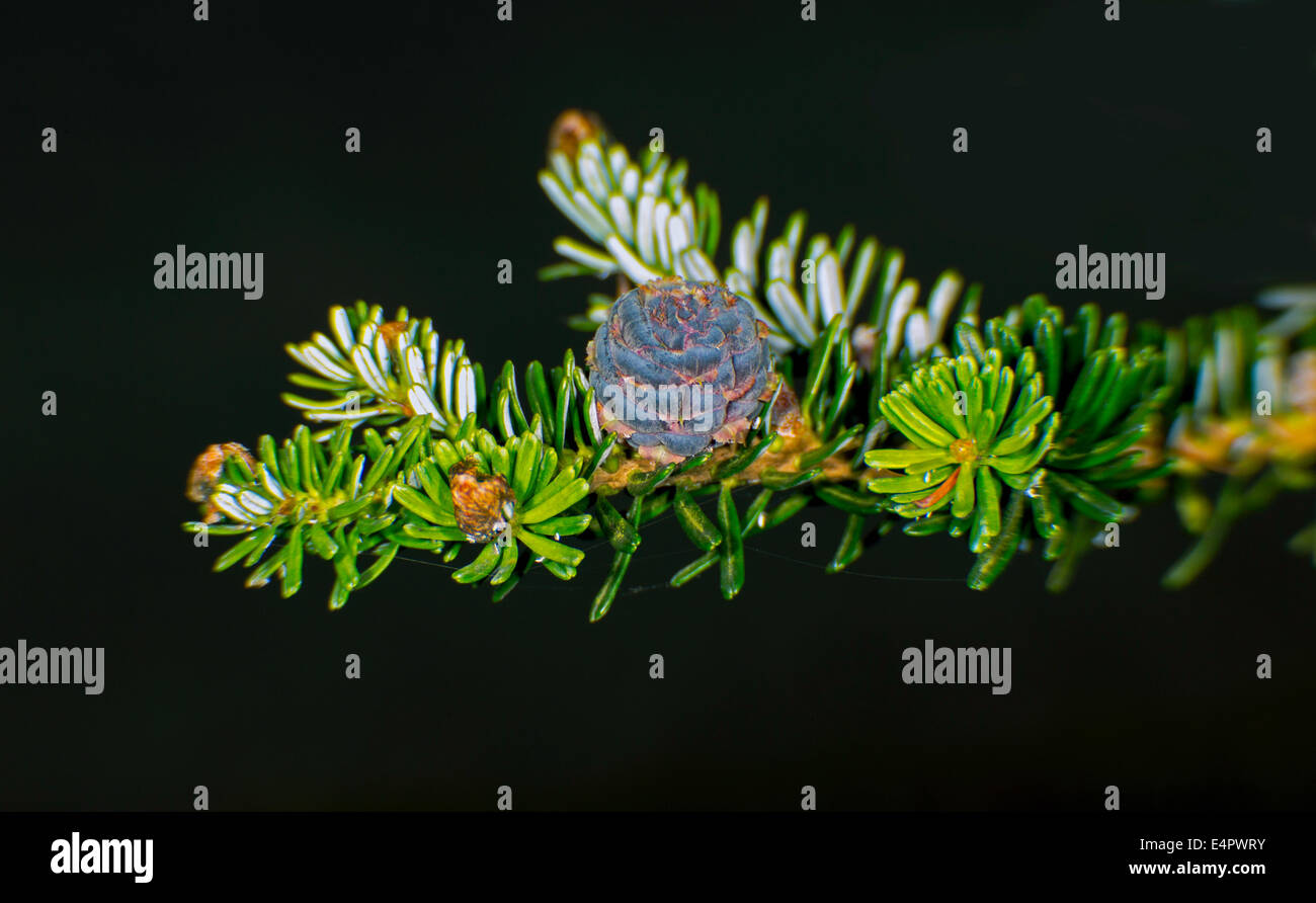 Abies koreana Banque D'Images