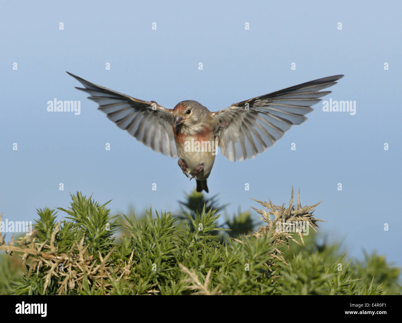 - Linaria cannabina Linnet - mâle. Banque D'Images