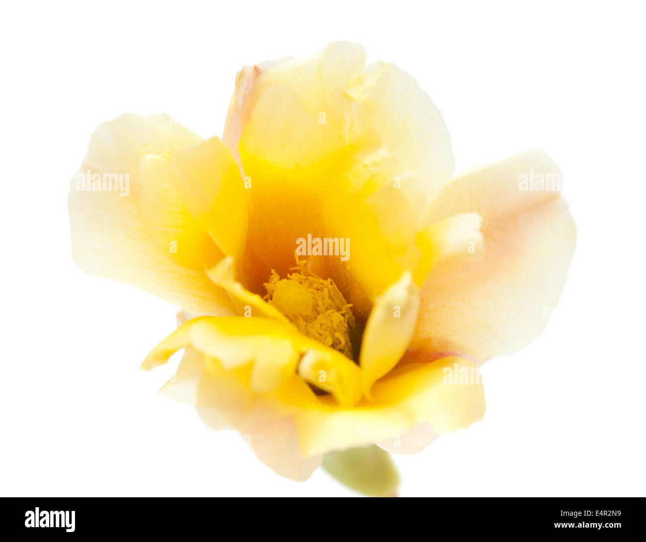 Opuntia jaune et fleurs fruits formant isolated on white Banque D'Images