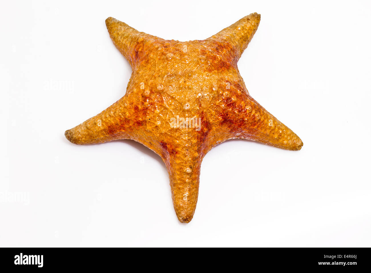 Sea Star isolated on white Banque D'Images