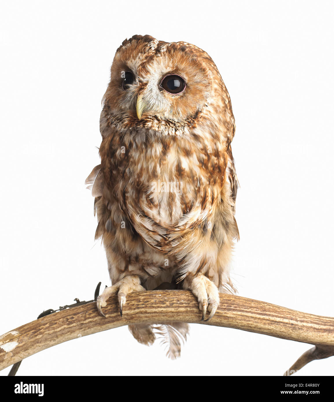 Tawny Owl (Strix Aluco enr), les jeunes Banque D'Images