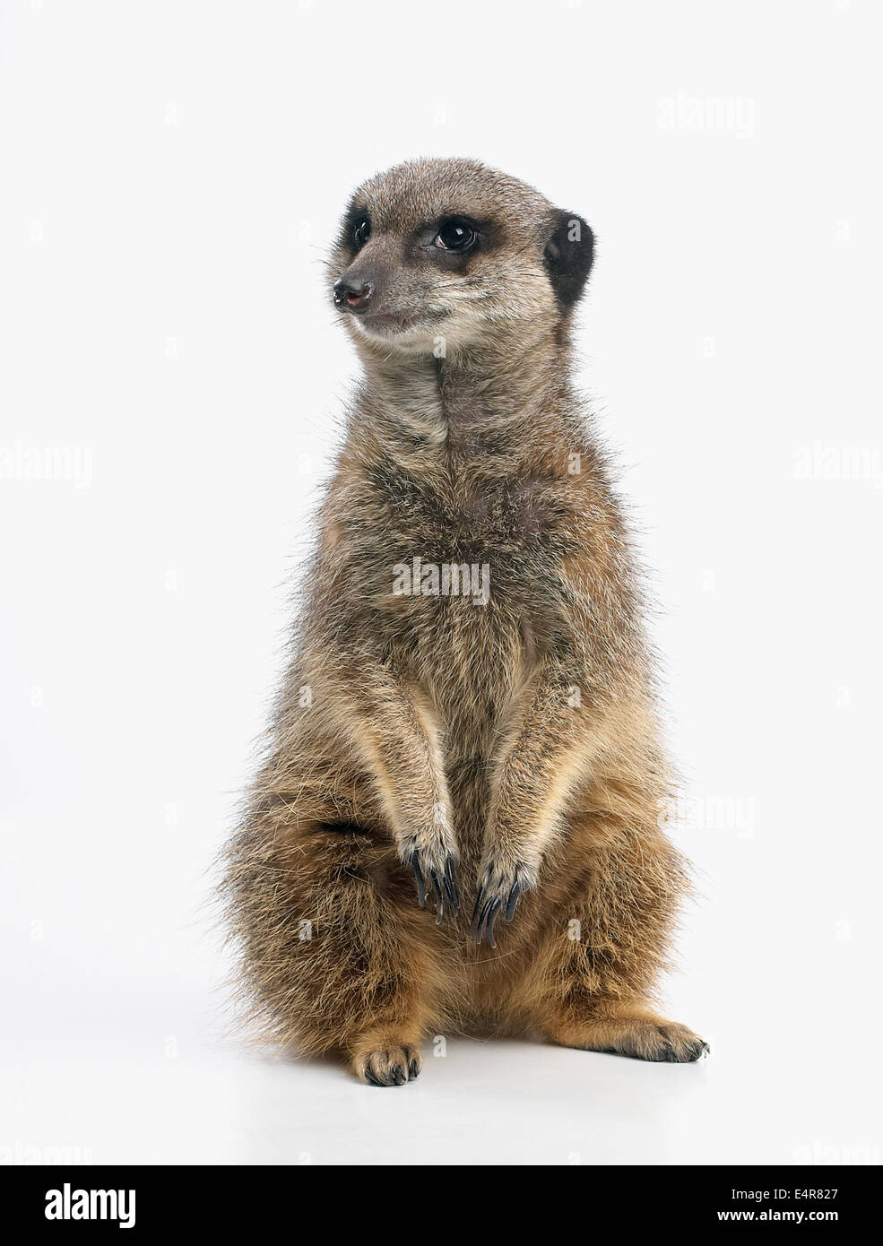 Meerkat (Suricata suricatta) Banque D'Images