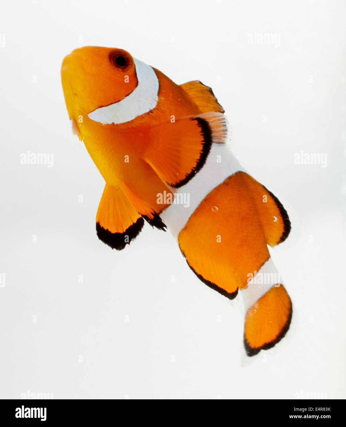 Poissons Clowns Ocellaris Clownfish Amphiprion (commune, ocellaris), des poissons clown Banque D'Images