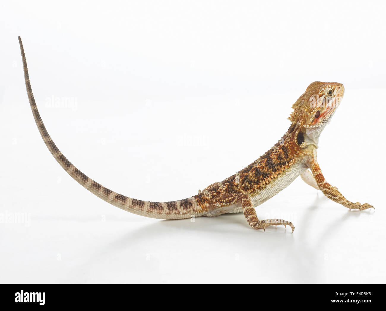pogona-sp-banque-de-photographies-et-d-images-haute-r-solution-alamy