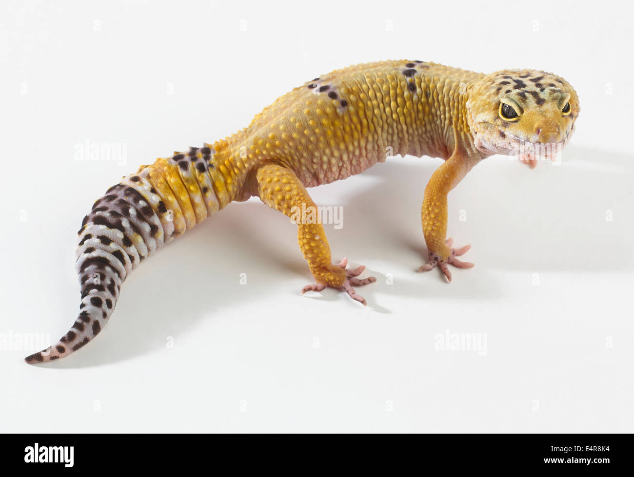 Le gecko léopard (Eublepharis macularius), 2 ans, homme Banque D'Images