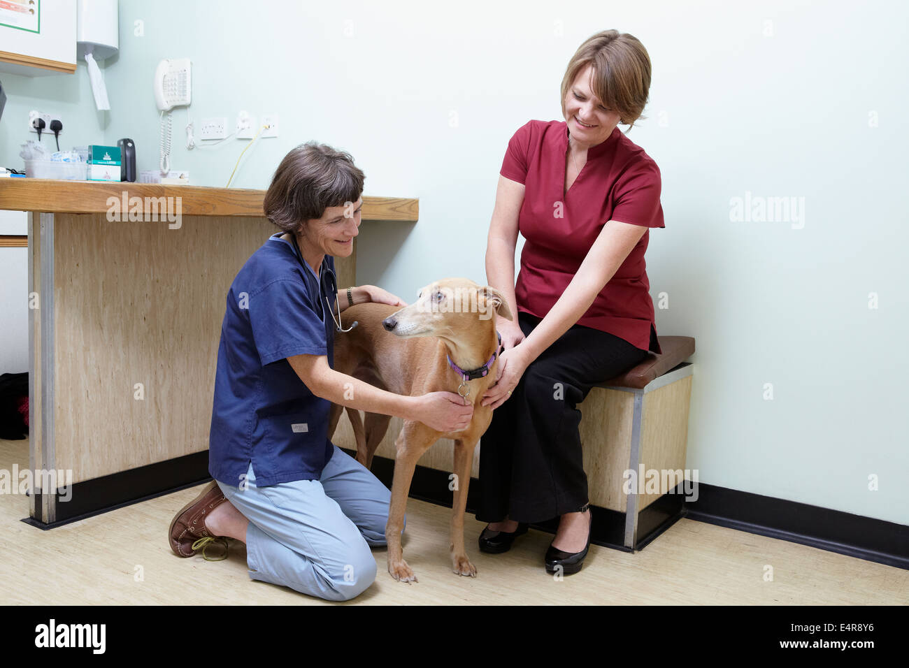 Lurcher étant vérifié par un vétérinaire Banque D'Images