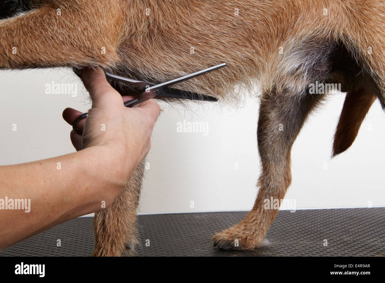 Border Terrier, fraisage à l'aide de ciseaux en manteau salon de toilettage Banque D'Images