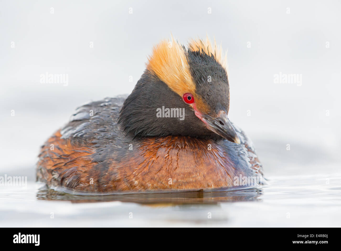 De Slavonie, Ohrentaucher, Grebe Grèbe esclavon, Grèbe esclavon Podiceps auritus,, Zampullín Cuellirrojo Banque D'Images