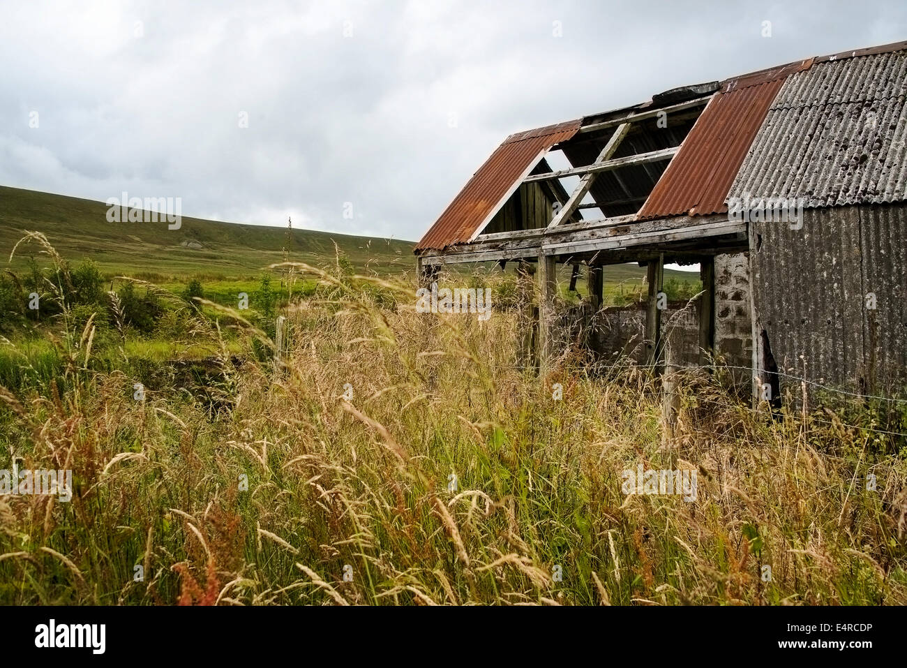 Grange abandonnée abandonnée dans un champ d'herbes hautes Banque D'Images