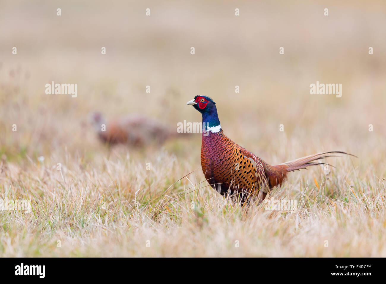 Fasan, Phasianus colchicus faisan commun, Banque D'Images