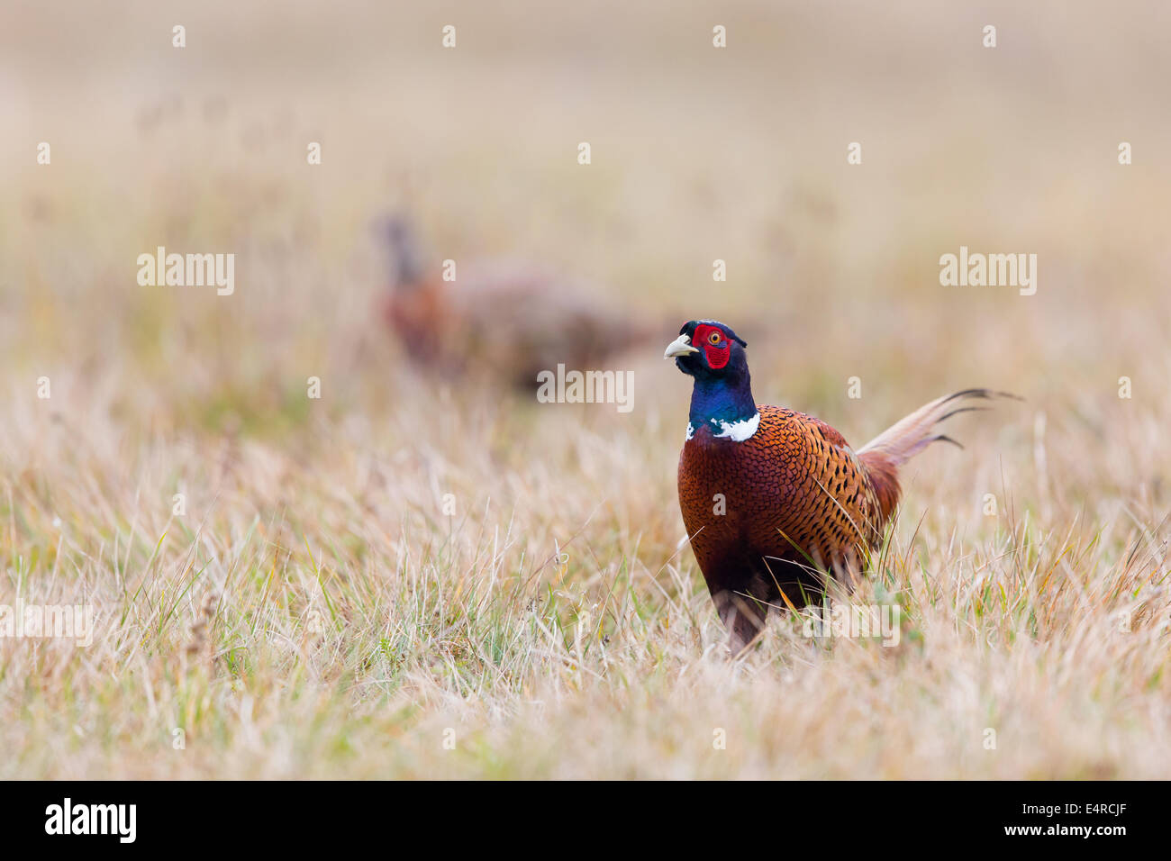 Fasan, Phasianus colchicus faisan commun, Banque D'Images