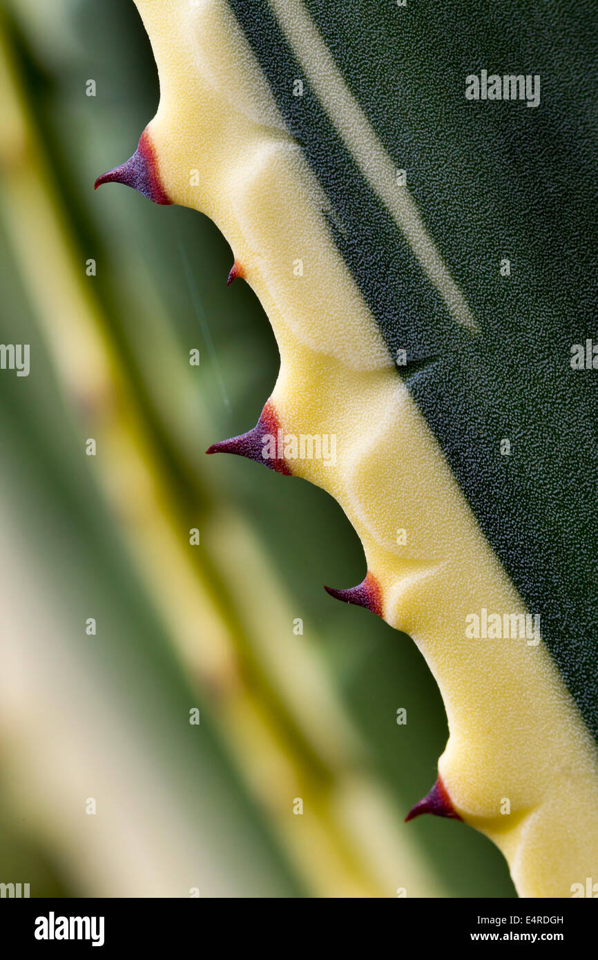 Agave ferox. Close-up Banque D'Images