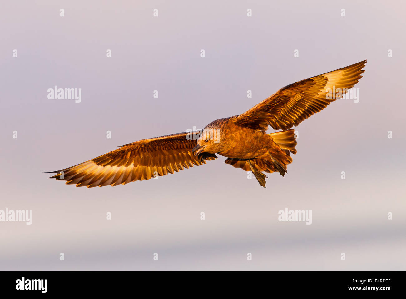 Grand Labbe, labbe, Stercorarius skua, Catharacta skua, Grand Labbe, Págalo Grande Banque D'Images