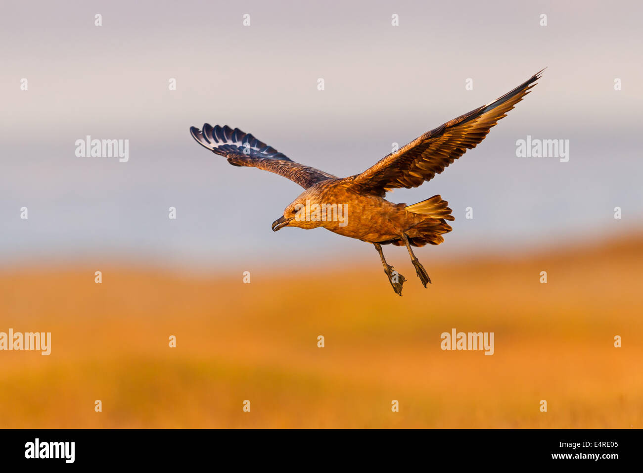 Grand Labbe, labbe, Stercorarius skua, Catharacta skua, Grand Labbe, Págalo Grande Banque D'Images