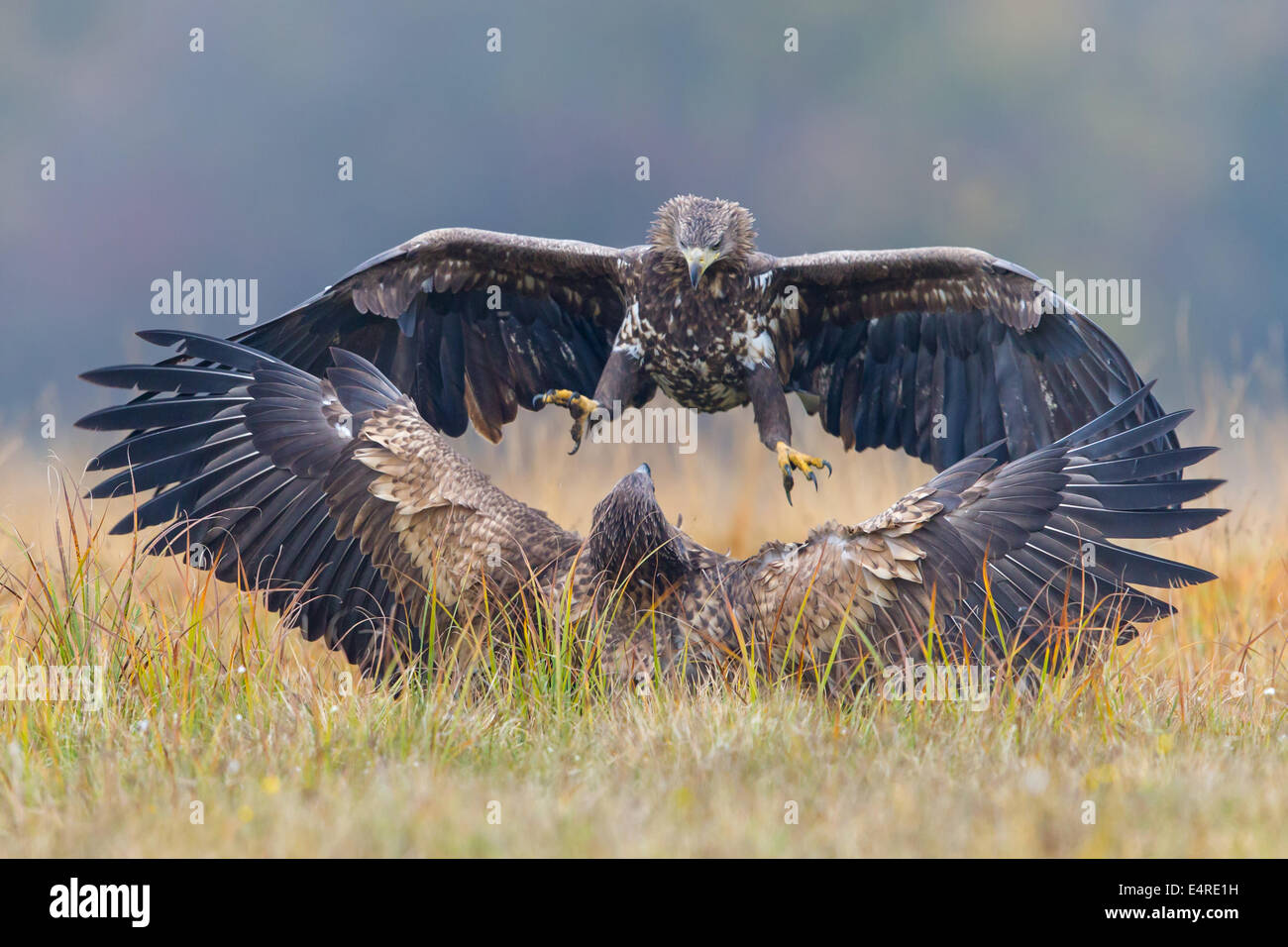L'erne, l'Aigle de mer, le pygargue à queue blanche (Haliaeetus albicilla), Seeadler, Banque D'Images