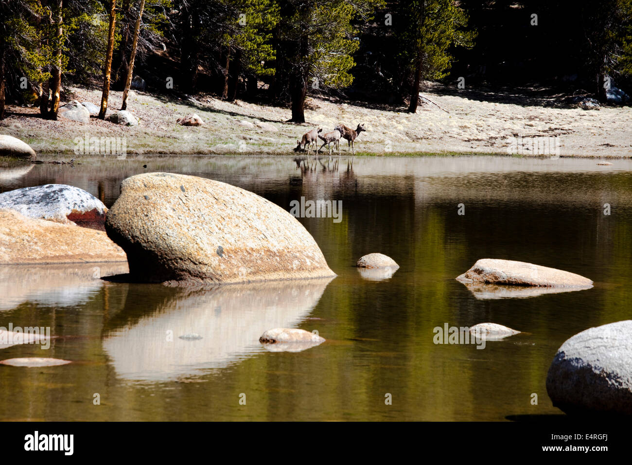 Deer, Tioga Pass, Yosemite National Park, California, USA Banque D'Images
