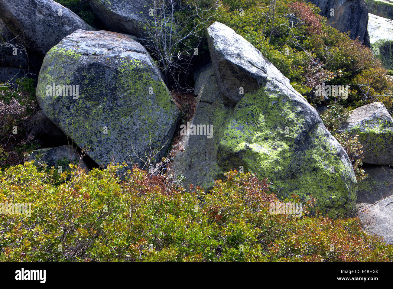 Les lichens sur les pierres,Yosemite National Park, California, USA Banque D'Images