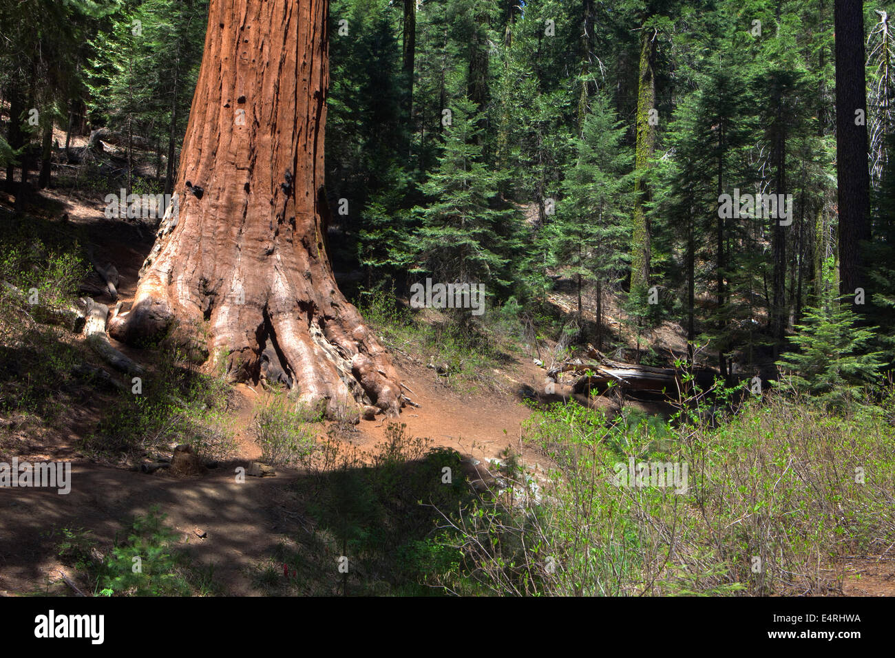Sequoia sempervirens Séquoia, arbre, Mariposa Grove, Yosemite National Park, Californie USA Banque D'Images