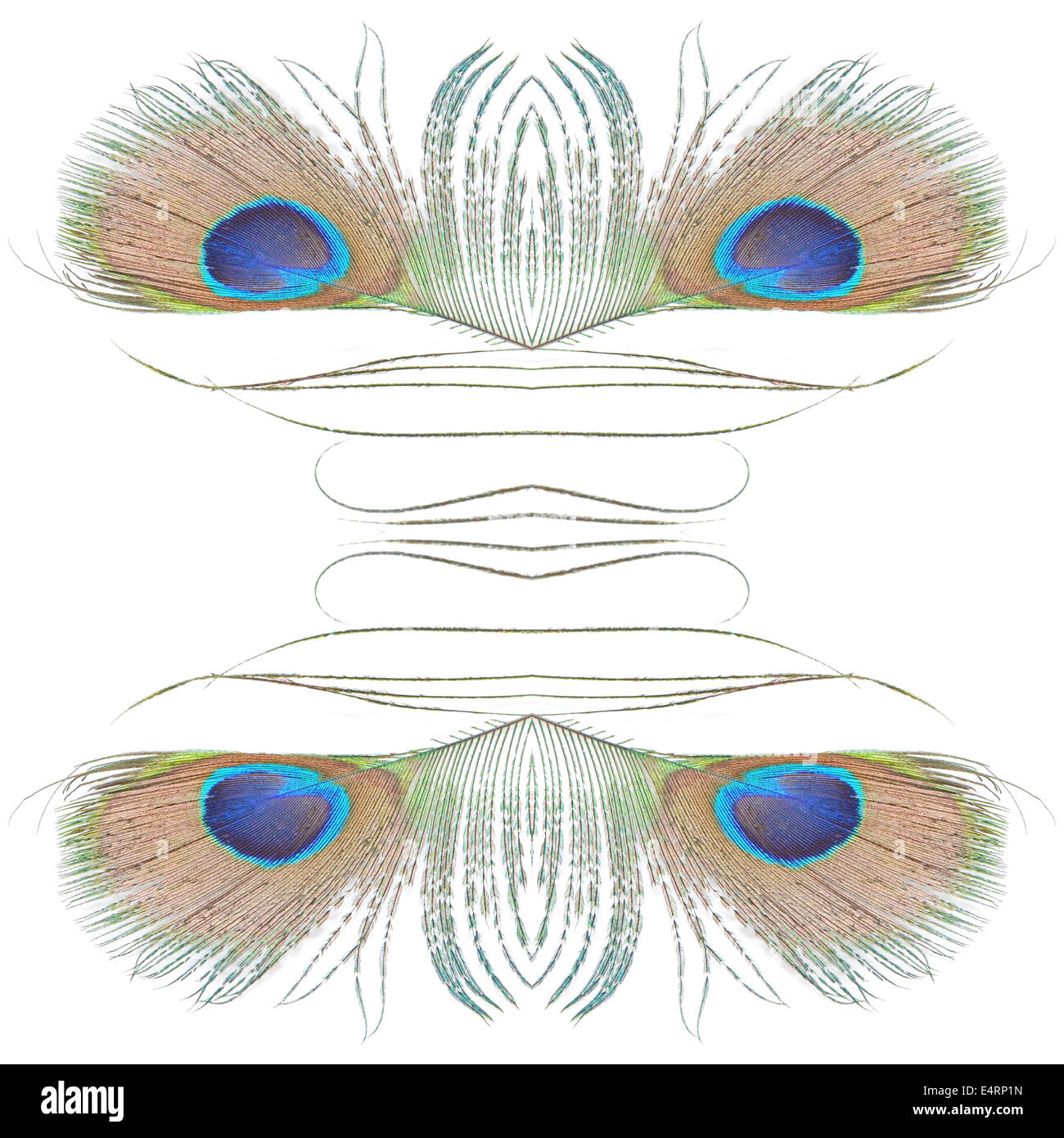 Beau vert Peacock feathers pattern abstract, isolé sur fond blanc Banque D'Images