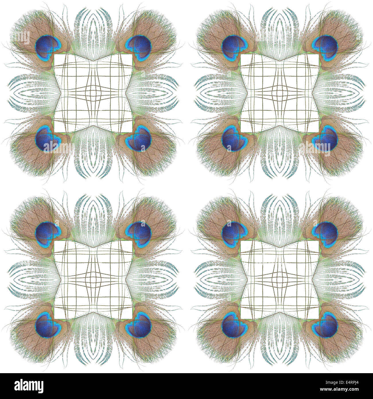 Beau vert Peacock feathers pattern abstract, isolé sur fond blanc Banque D'Images
