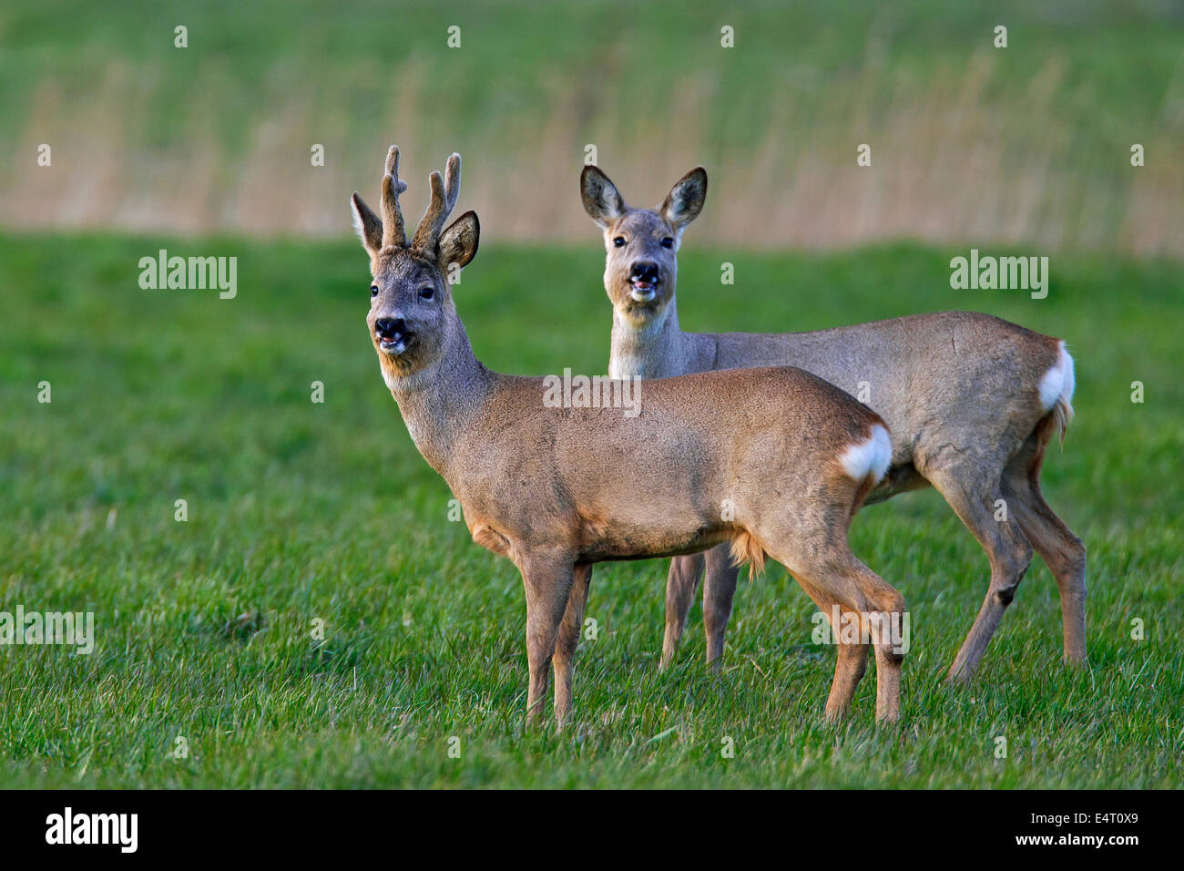 Le chevreuil (Capreolus capreolus) biche et mâle avec bois couverts en velours de nourriture dans la prairie au printemps Banque D'Images