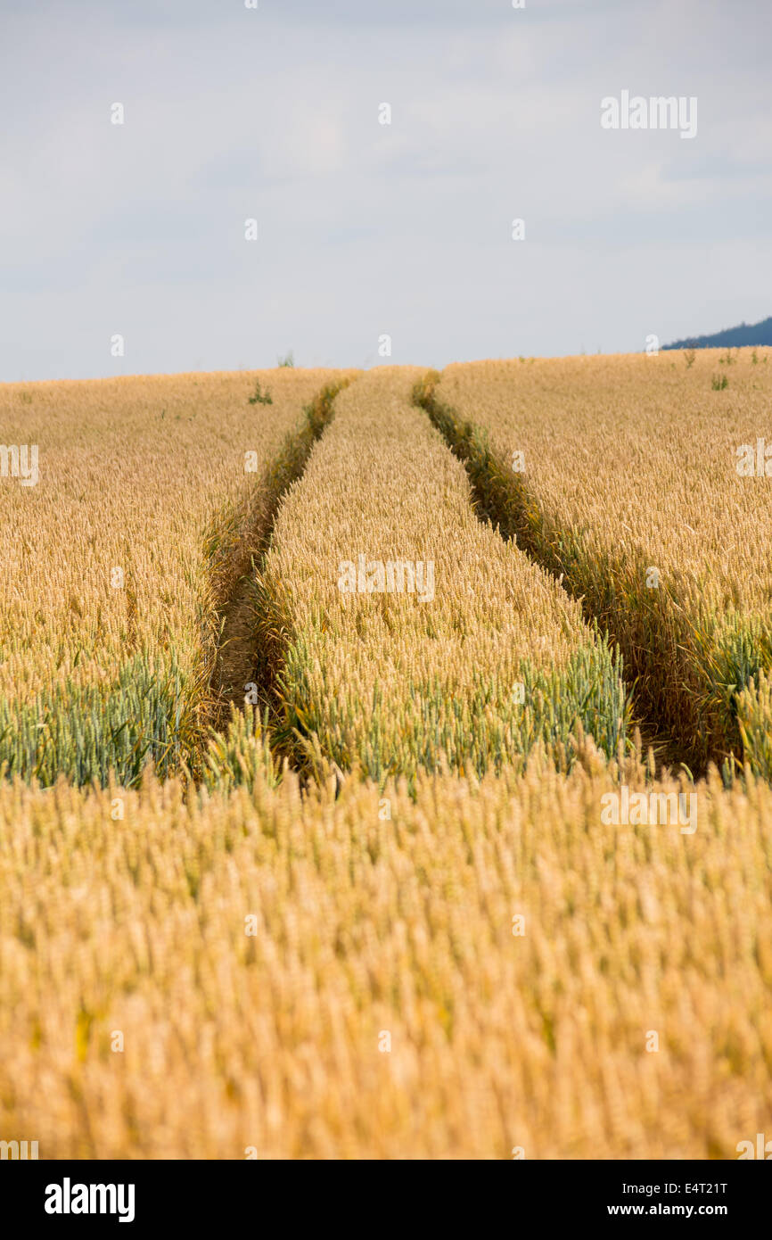 Un champ avec l'été. La récolte de l'agriculture, de l'Ein Feld mit Getreide im Sommer. Ernte in der Landwirtschaft Banque D'Images