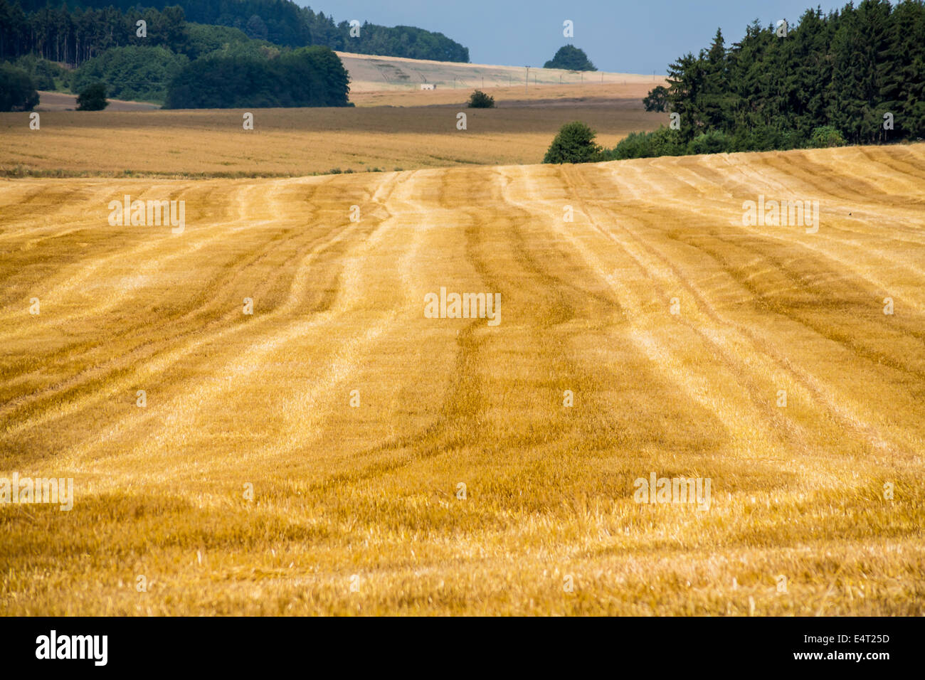 Un champ avec l'été. La récolte de l'agriculture, de l'Ein Feld mit Getreide im Sommer. Ernte in der Landwirtschaft Banque D'Images