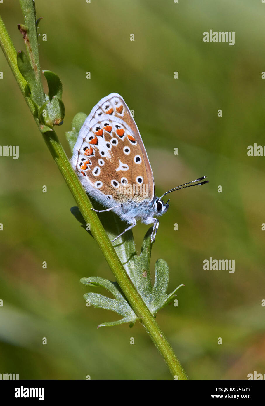Papillon Bleu commun (femelle). Leigh Hill commun, Cobham, Surrey, Angleterre. Banque D'Images