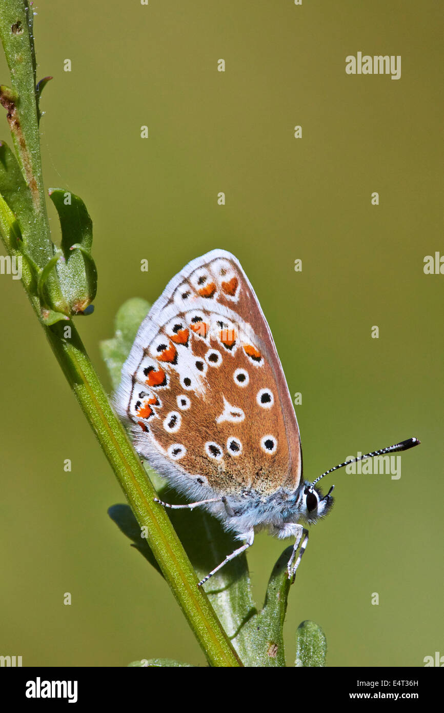 Papillon Bleu commun (femelle). Leigh Hill commun, Cobham, Surrey, Angleterre. Banque D'Images