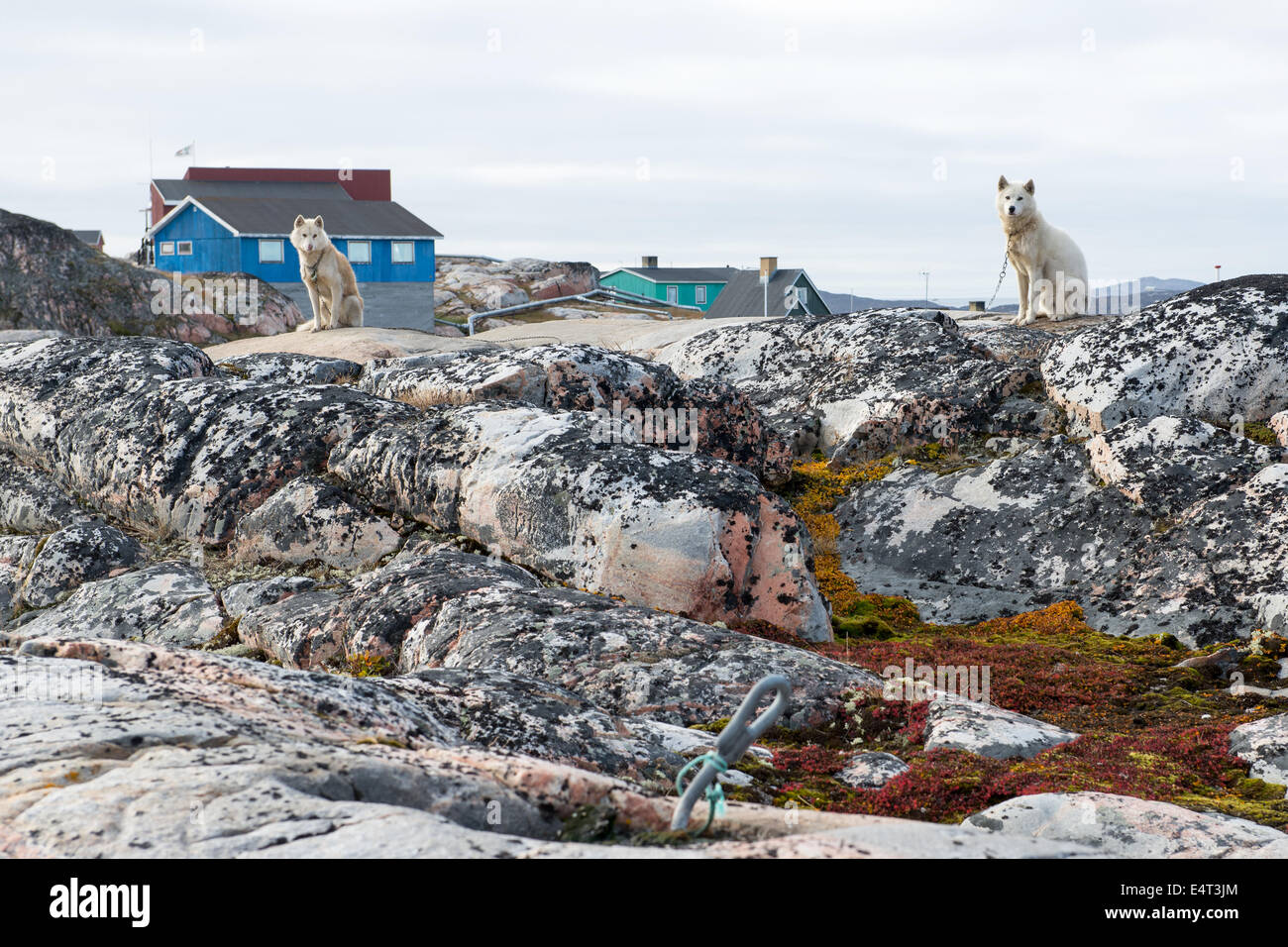 Les chiens de traîneau au Groenland en été. En été les chiens sont habituellement mis sur les cils et laissé à l'extérieur en tout temps Banque D'Images