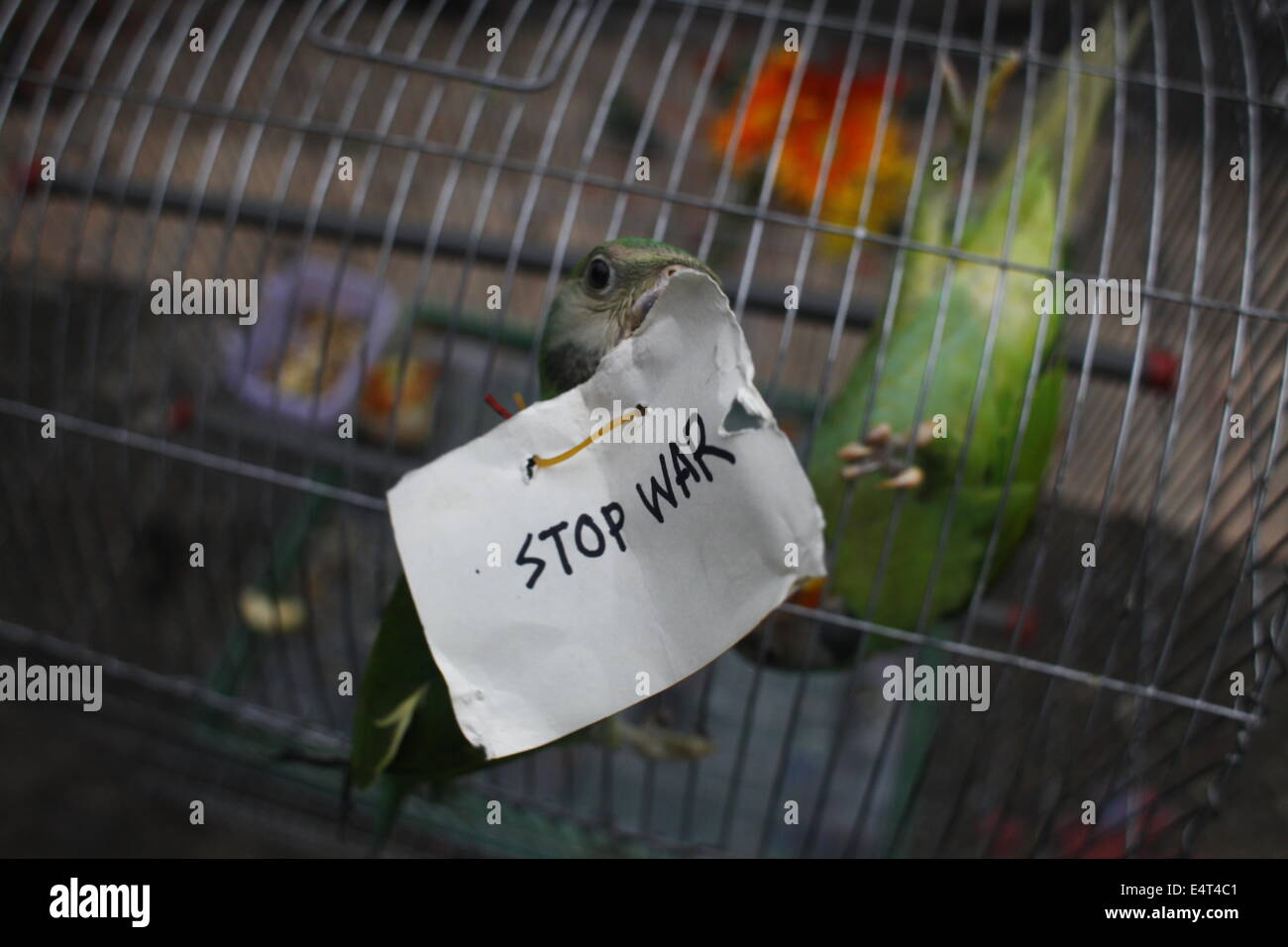 Dhaka, Bangladesh. 16 juillet, 2014. Un perroquet est titulaire d'un placard pendant une manifestation d'étudiants de l'Université de Dacca contre l'attaque israélienne sur Gaza à Dhaka, Bangladesh Crédit : zakir Hossain Chowdhury zakir/Alamy Live News Banque D'Images