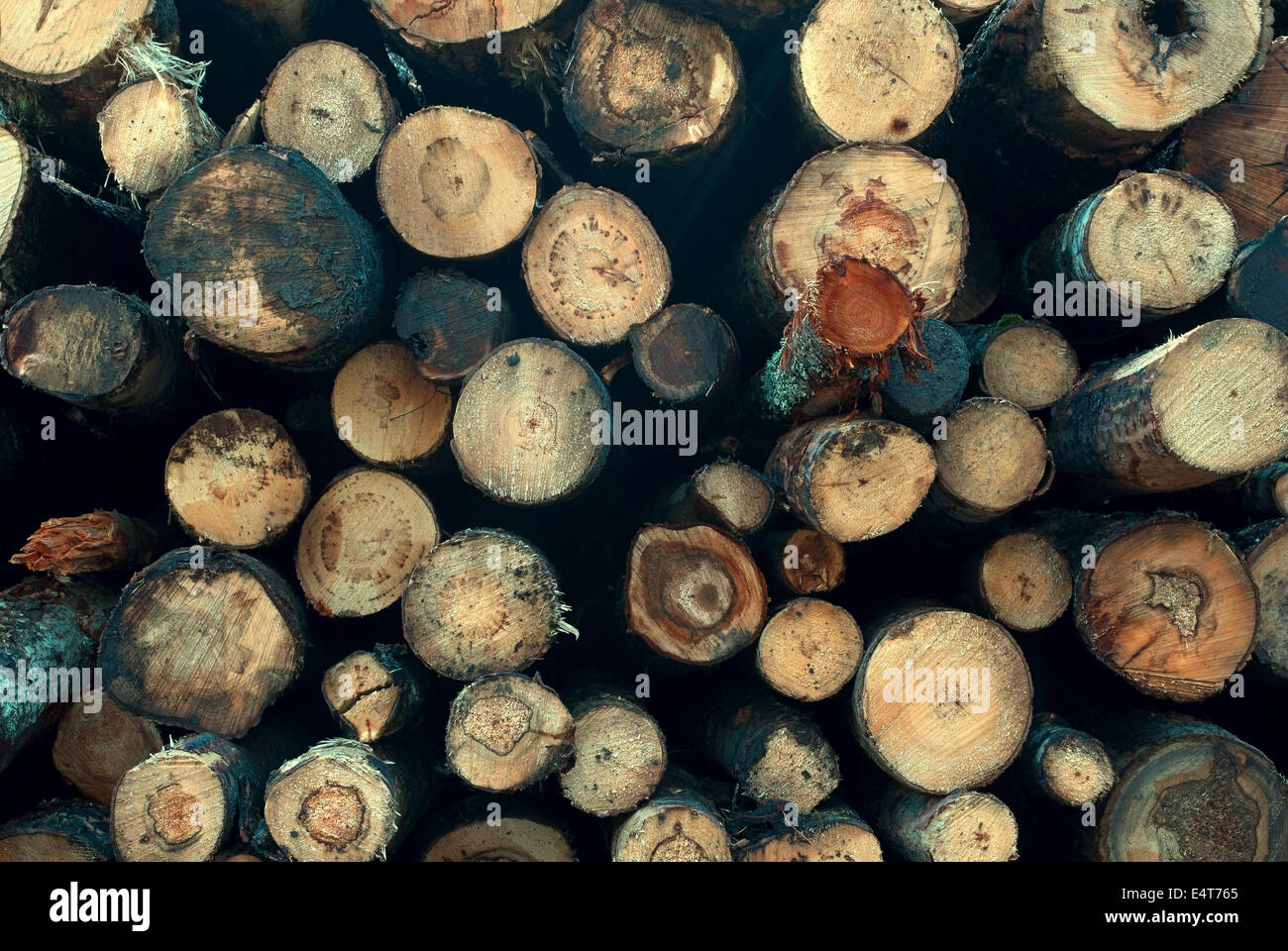 Arrière-plan de coupe frais de bois empilés les uns sur les autres dans une pile. Banque D'Images