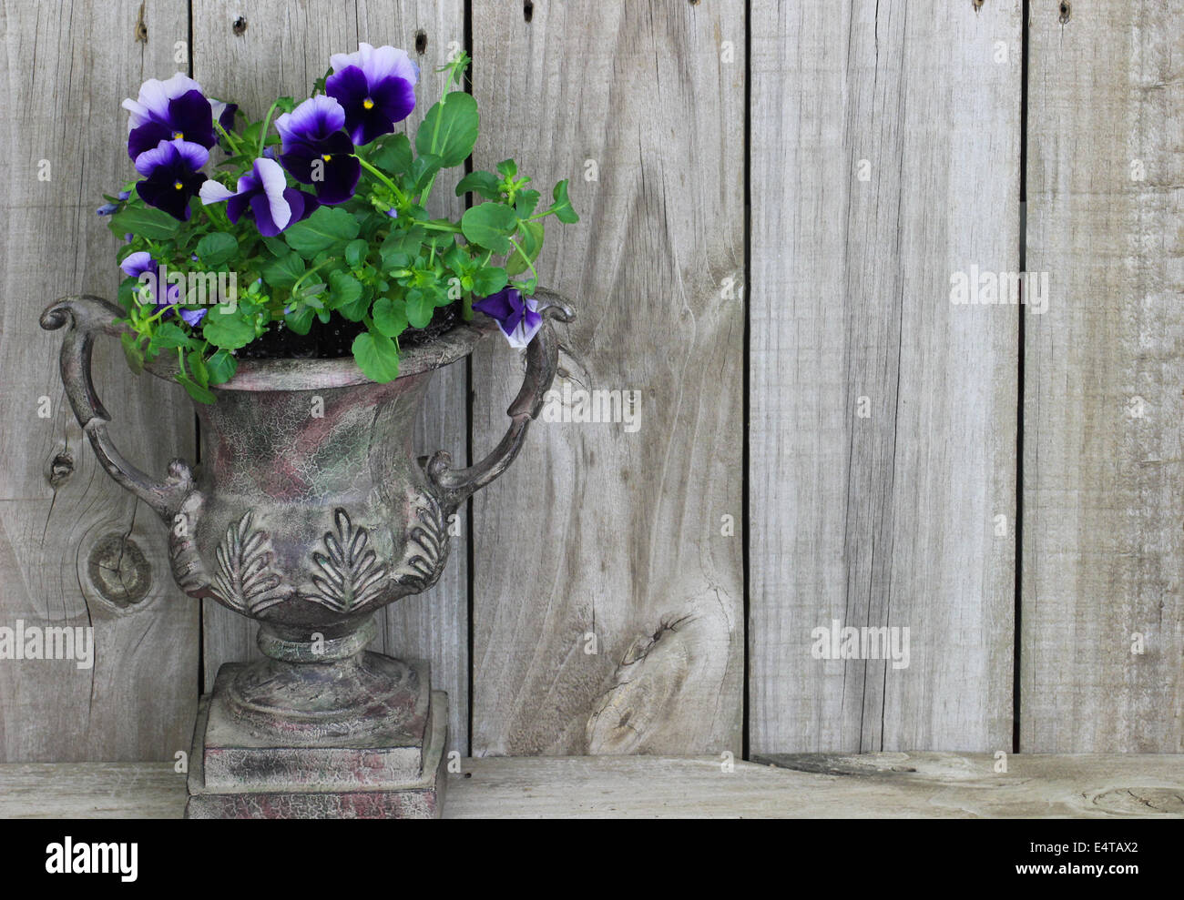 Un vase avec fleurs violettes (pensées) Banque D'Images