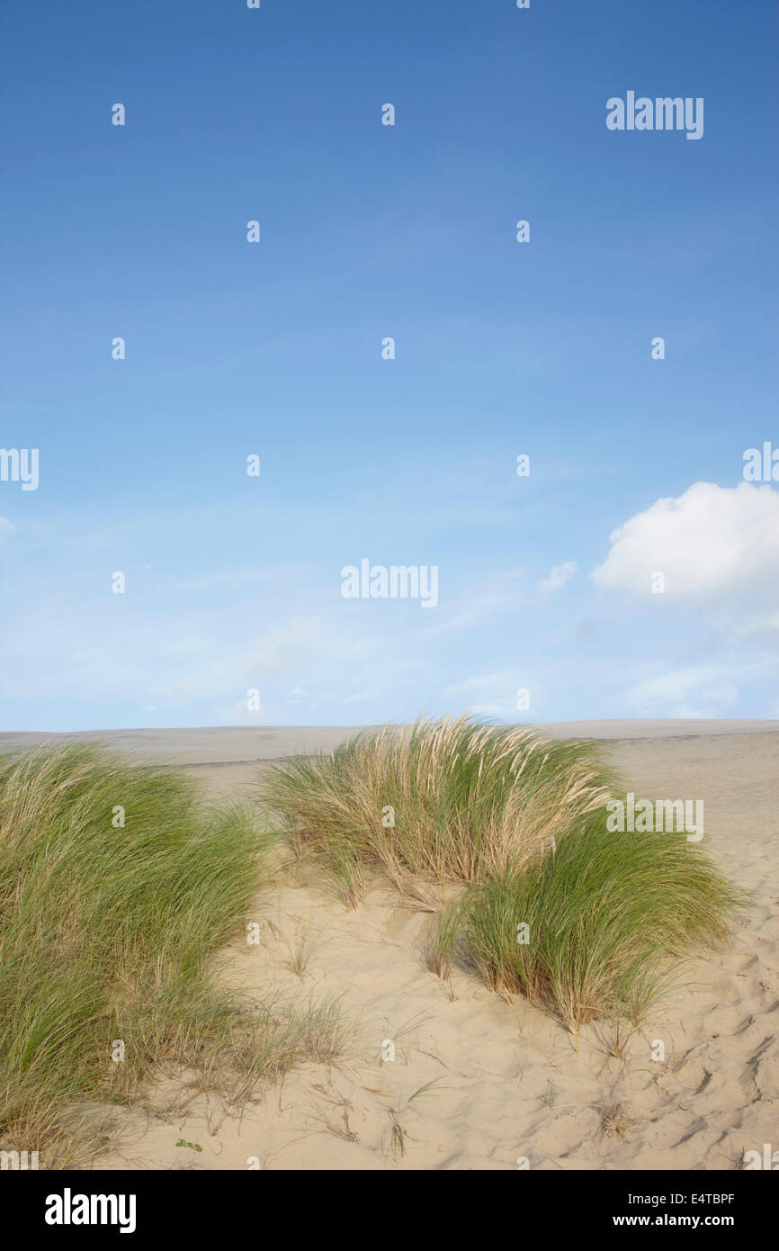 L'herbe sur Dune de sable, Dune du Pilat, Arcachon, France Banque D'Images