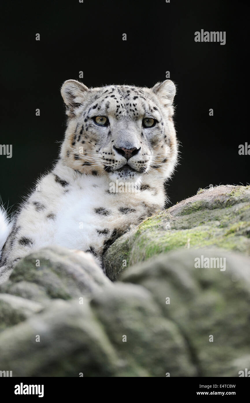 Portrait de Snow Leopard (Panthera unica) dans Zoo, Nuremberg, Bavière, Allemagne Banque D'Images