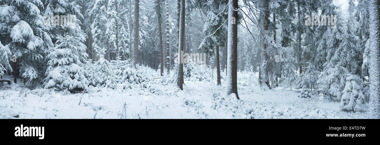 Avec la forêt d'épinettes de Norvège (Picea abies) arbres recouverts de neige en hiver, Haut-Palatinat, en Bavière, Allemagne Banque D'Images