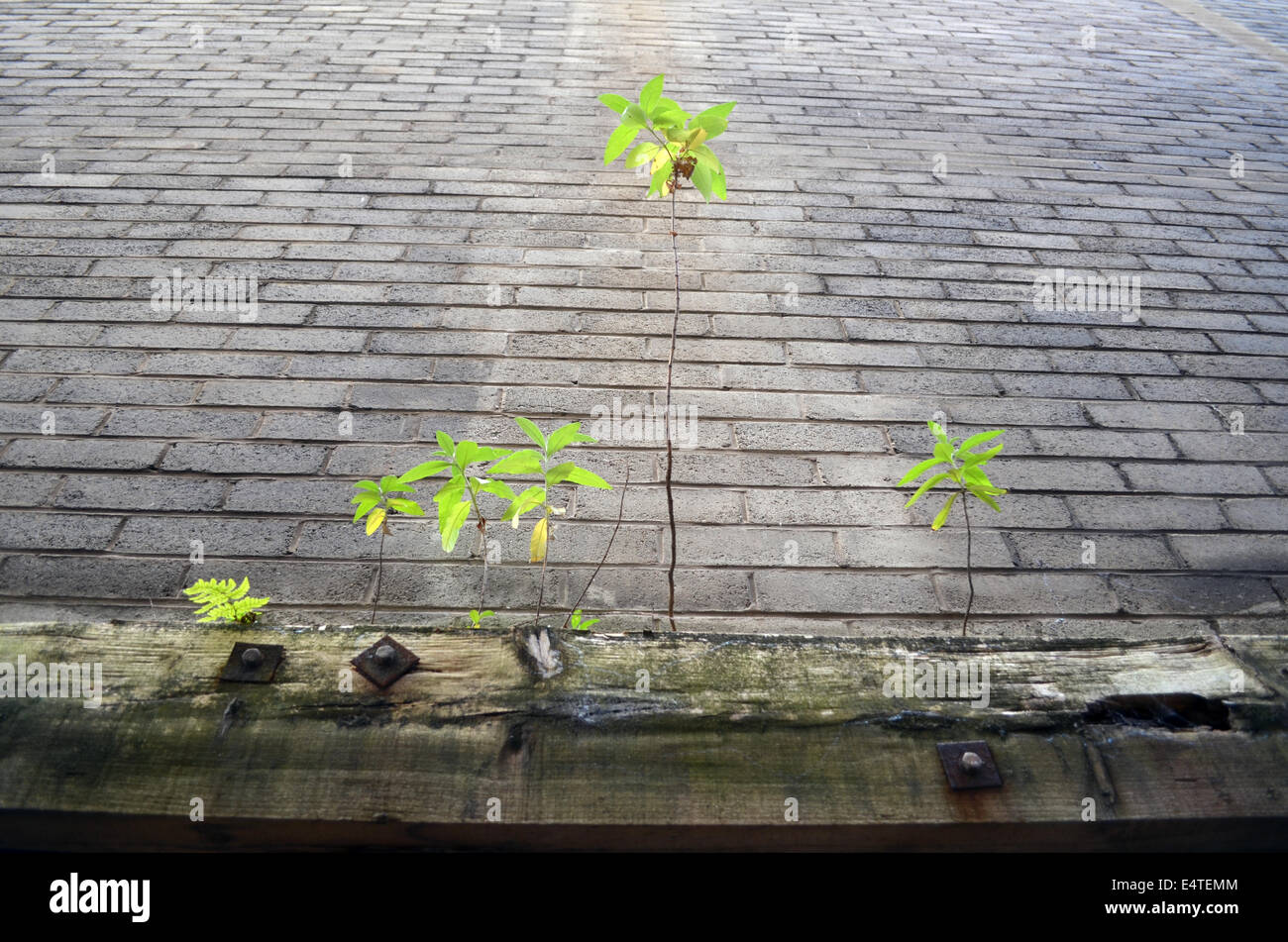 Les mauvaises herbes qui poussent à une poutre de bois vissé sur un mur dans un Glasgow City Lane Banque D'Images