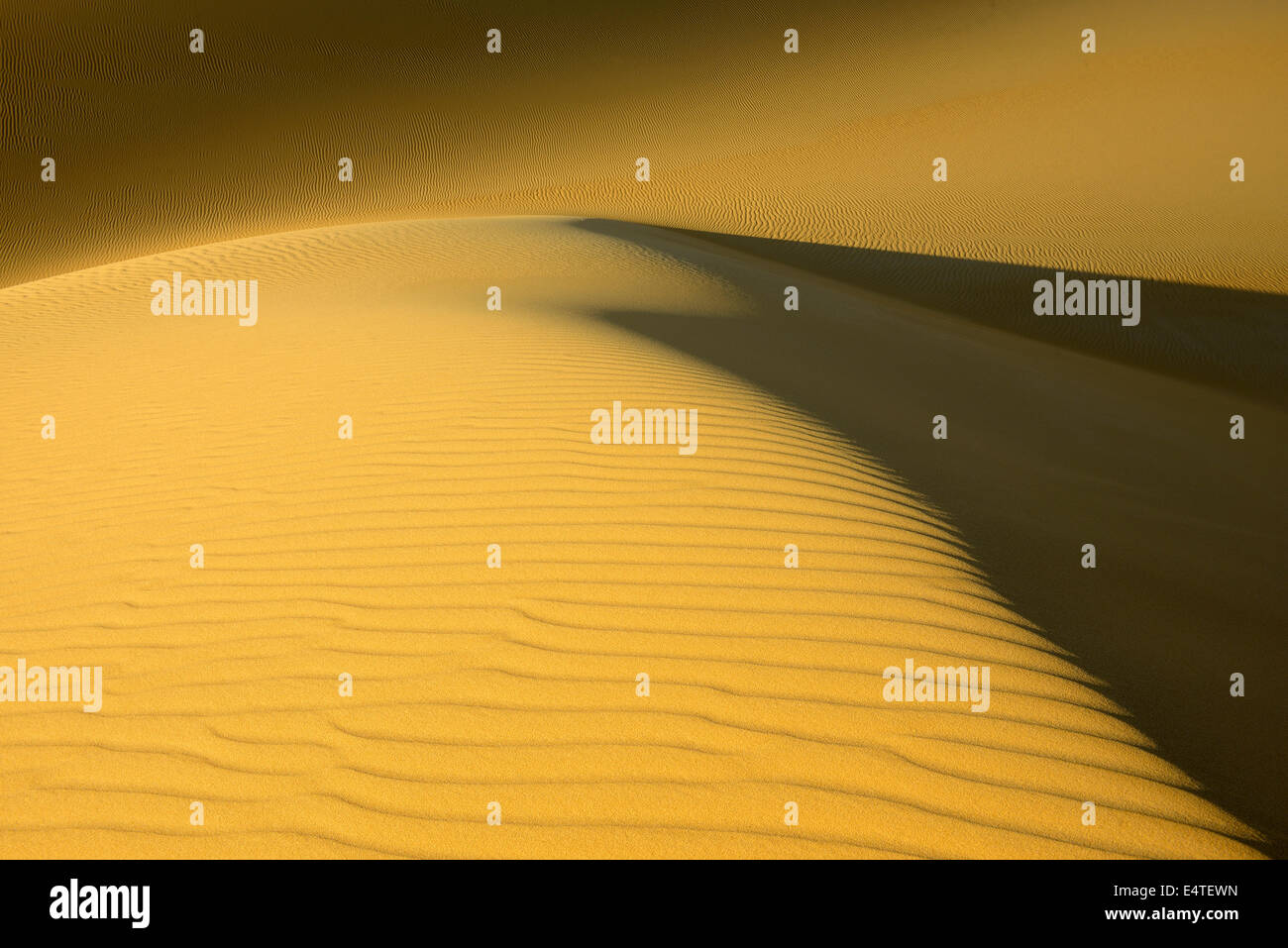 Close-up of Sand Dune, Matruh, Grande Mer de Sable, Désert de Libye, désert du Sahara, l'Egypte, l'Afrique du Nord, Afrique Banque D'Images