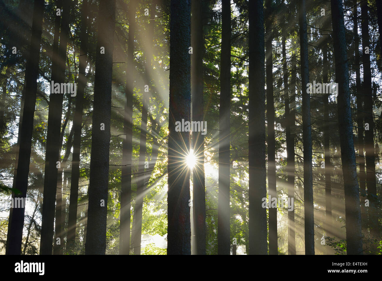 Soleil qui brille à travers Forêt, Schleswig-Holstein, Allemagne Banque D'Images