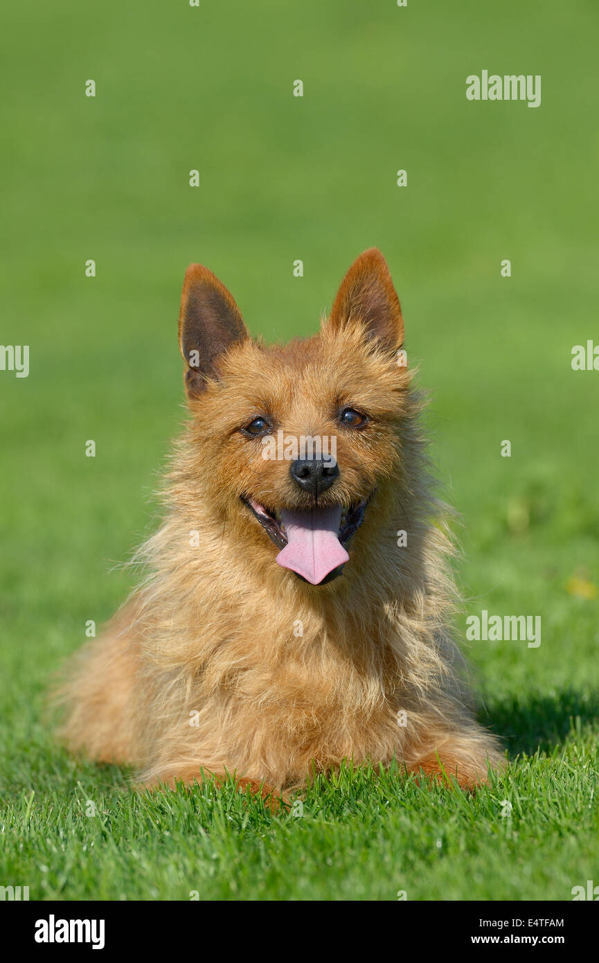 Portrait of Australian Terrier en prairie, Bavière, Allemagne Banque D'Images