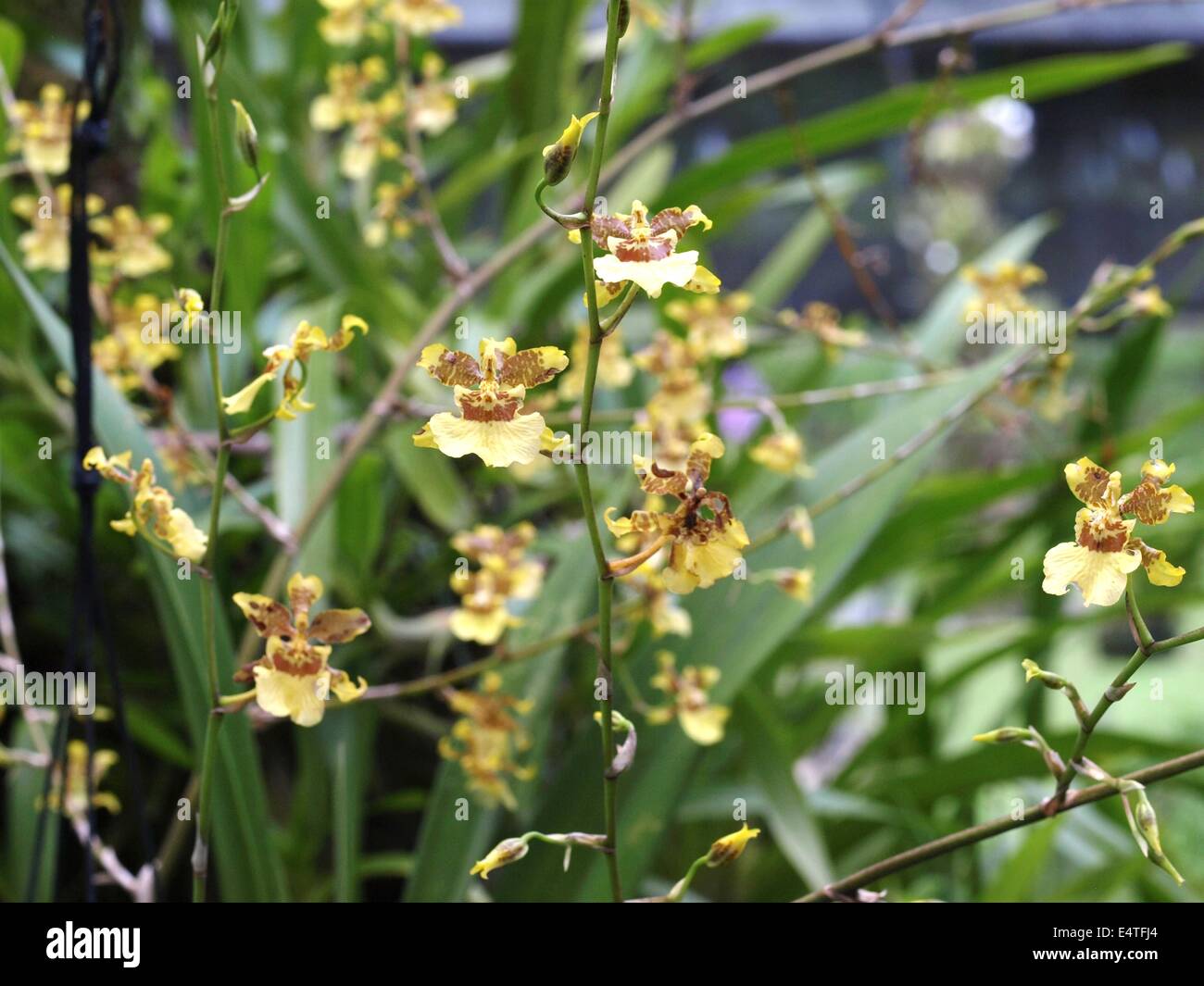 L'Oncidium Orchidée souhaite d'Or Banque D'Images