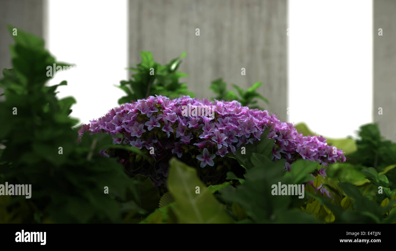 Plantes vertes et fleurs magenta foncé en intérieur Banque D'Images