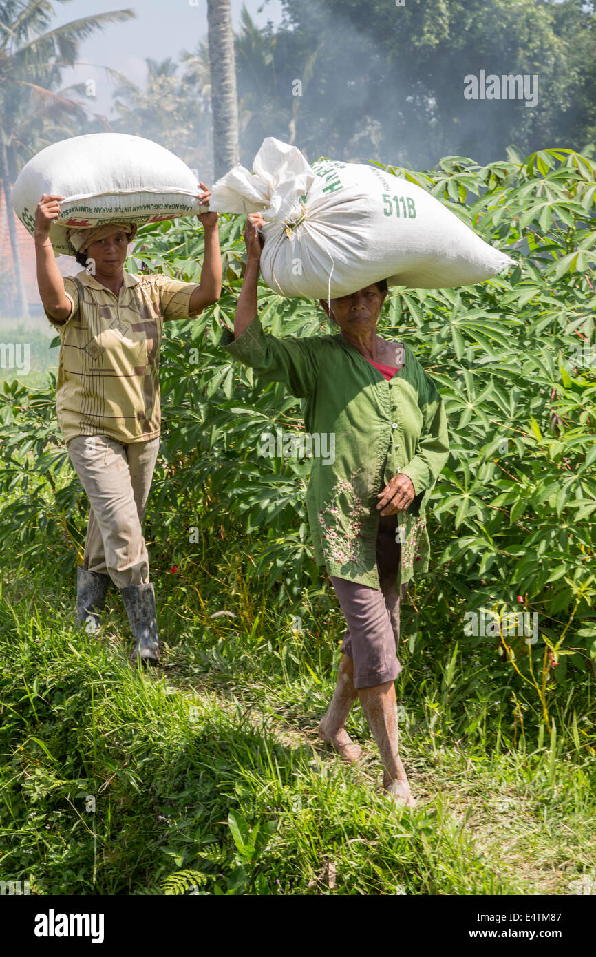 Bali, Indonésie. Les femmes balinaises portent des sacs de riz fraîchement récoltés sur leur tête. Banque D'Images