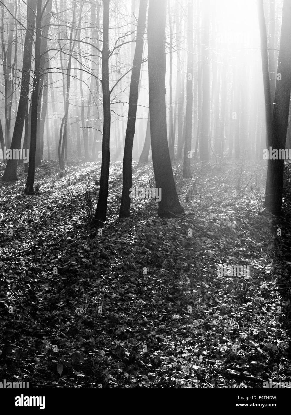 forêt d’automne 2 Banque D'Images