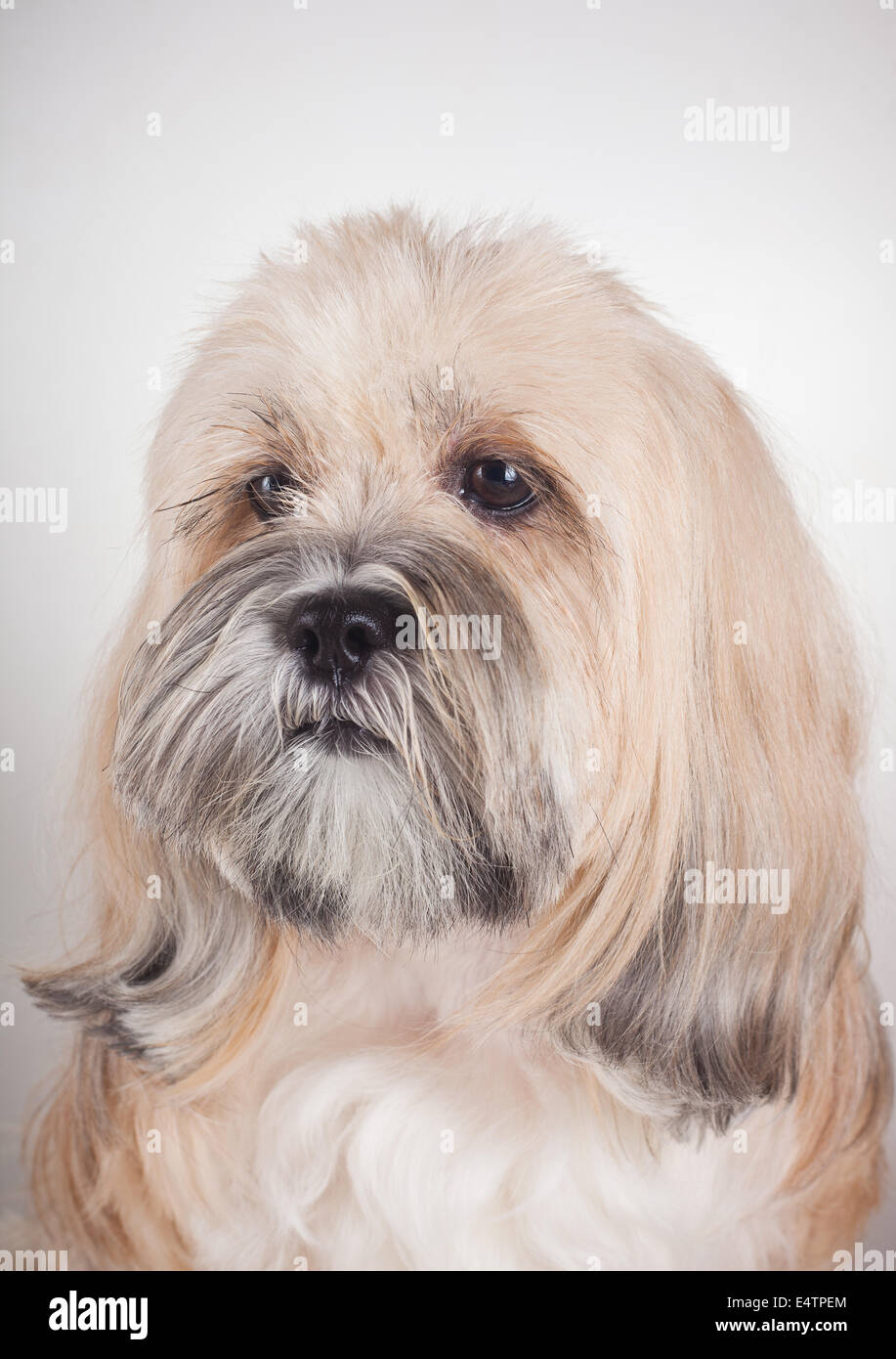 Portrait de chien Lhassa Apso Banque D'Images