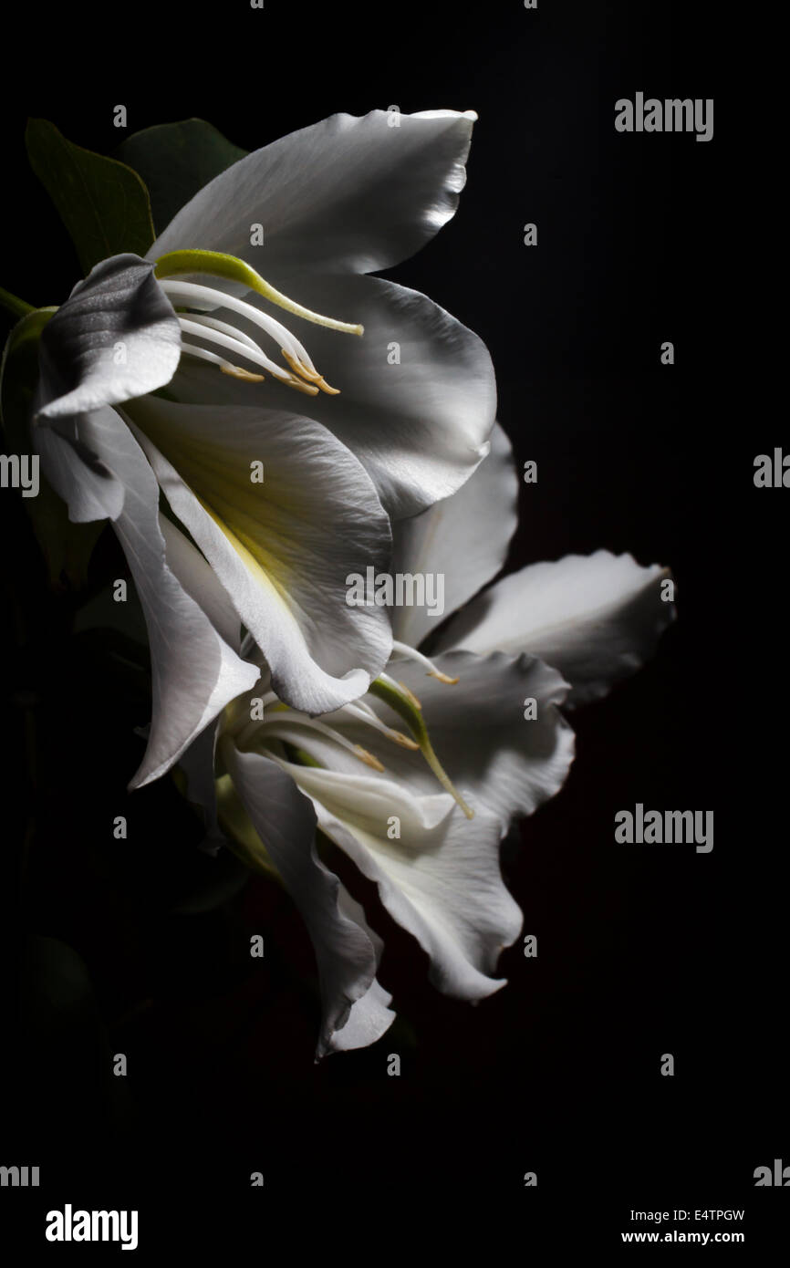 Bauhinia variegata, orchid tree Banque D'Images