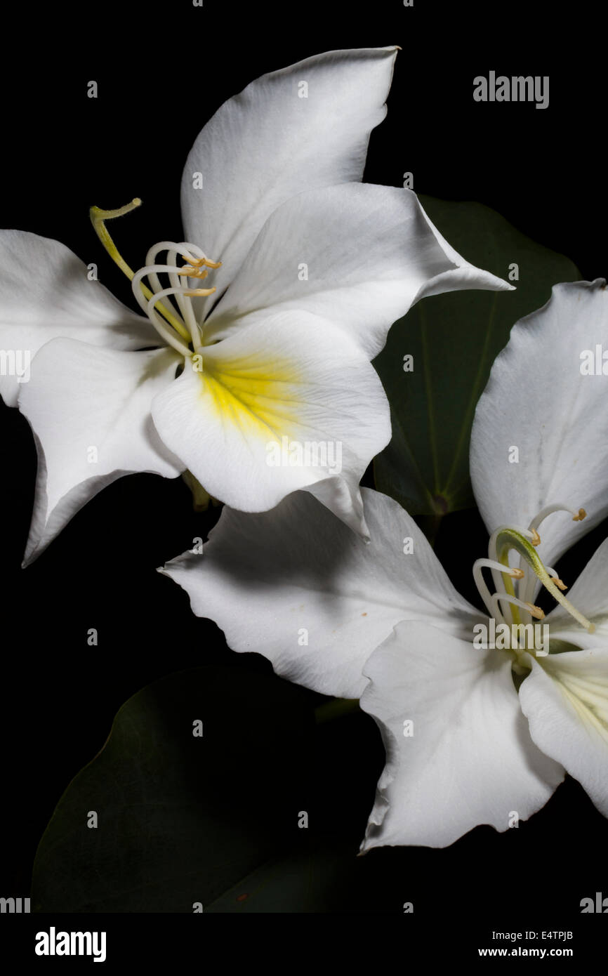 Bauhinia variegata, orchid tree Banque D'Images